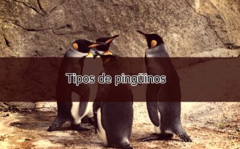 Tipos de pingüinos