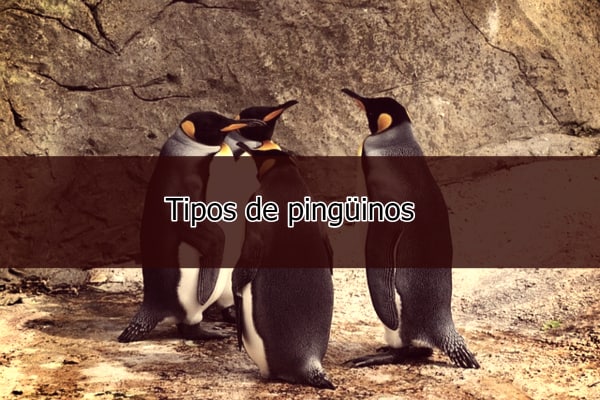 Tipos de pingüinos