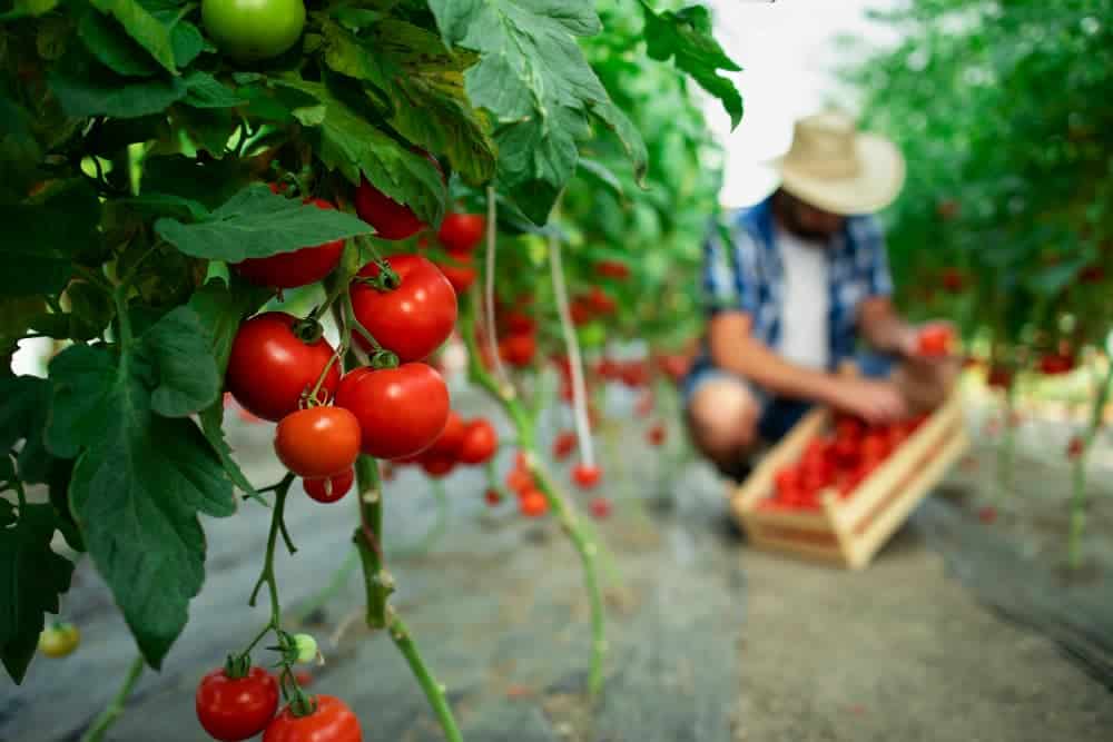 granja con tomates