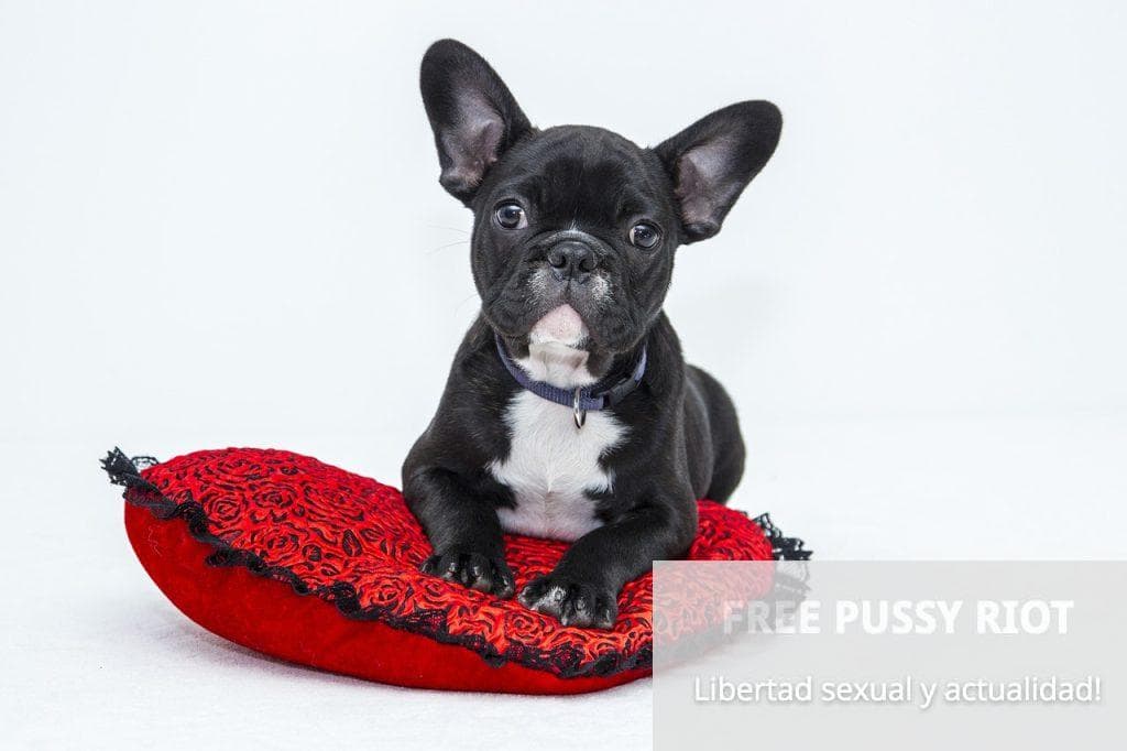 Bulldog Frances