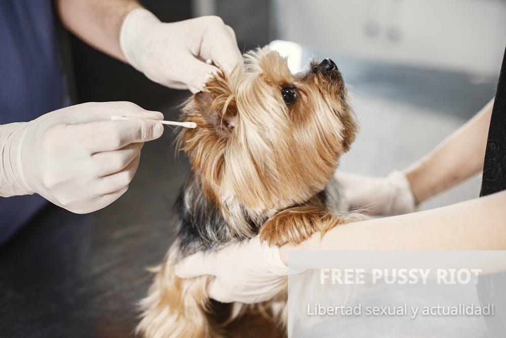 Limpieza de dientes de perro
