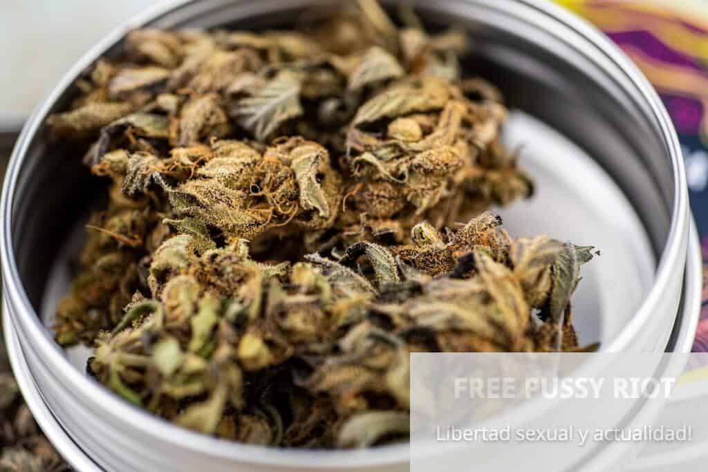 Flores CBD vs THC: En qué se diferencian