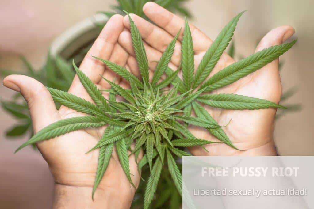 Fondo de mano sosteniendo planta de marihuana, símbolo de libertad y lucha en Pussy Riot.