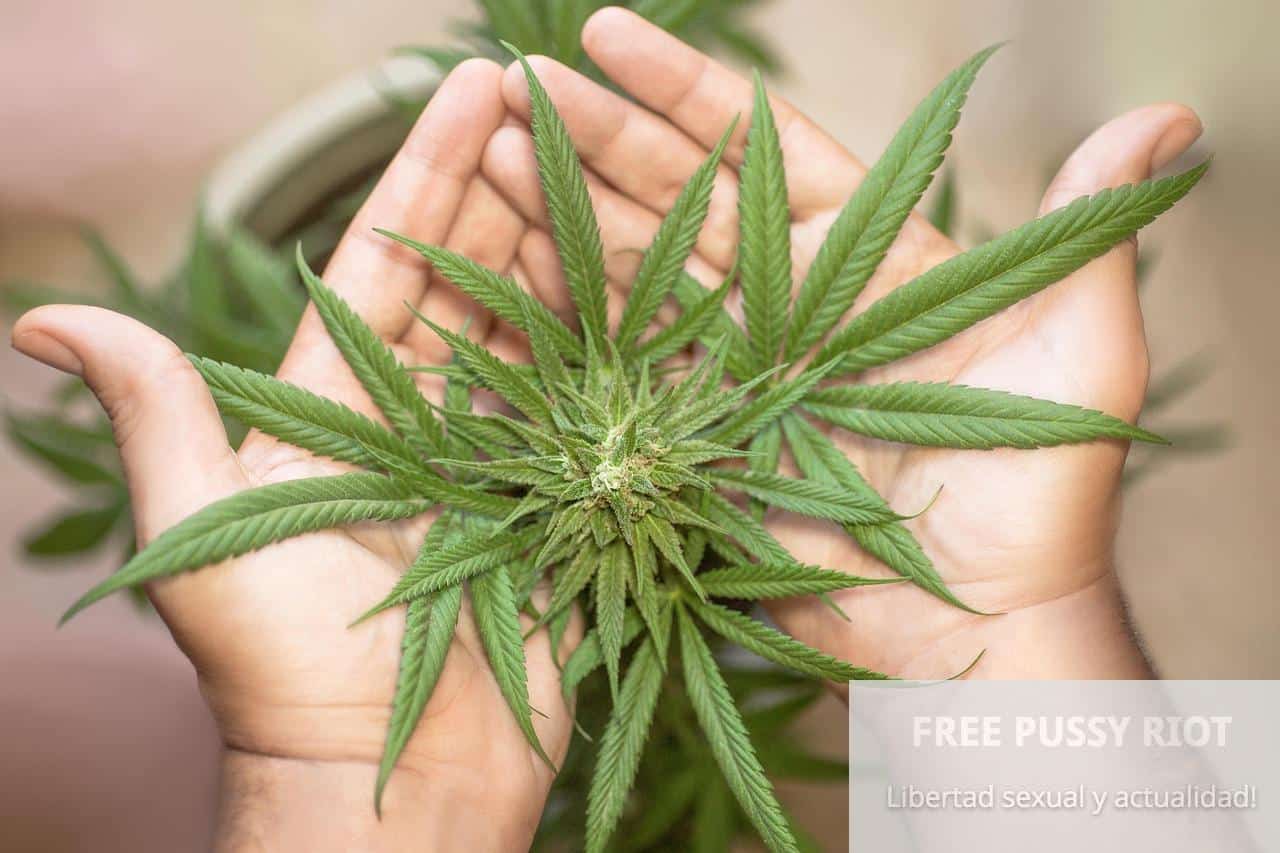 Fondo de mano sosteniendo planta de marihuana, símbolo de libertad y lucha en Pussy Riot.