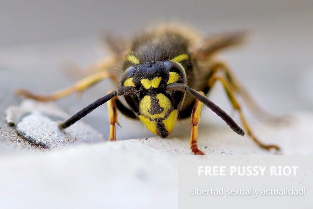 yellow and black bee on white snow